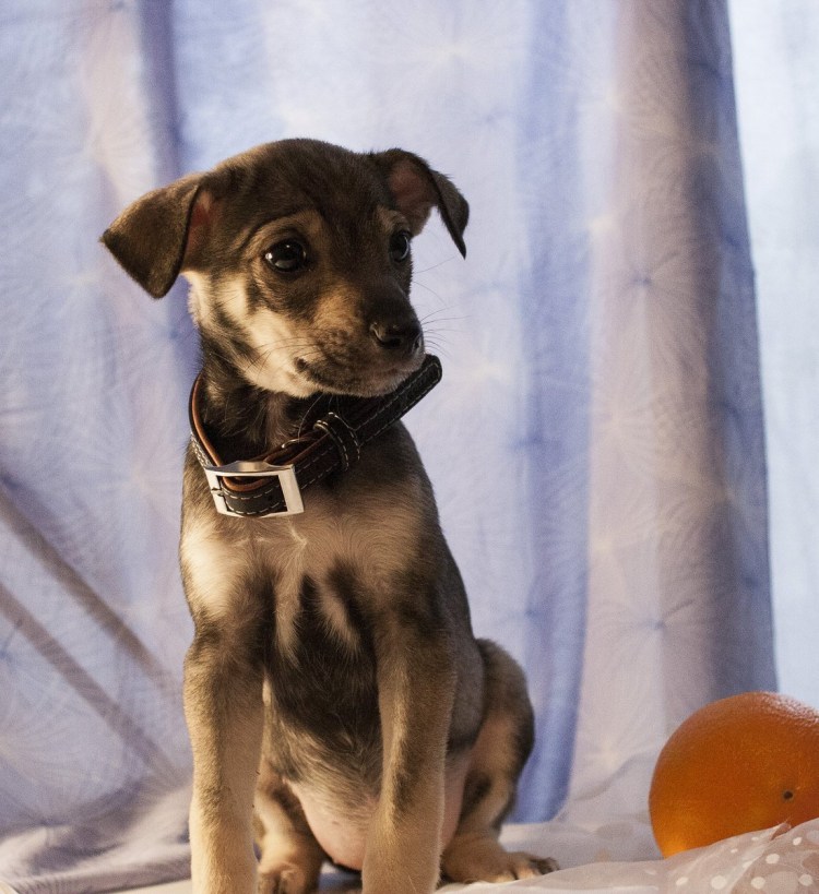 Метис немецкого пинчера