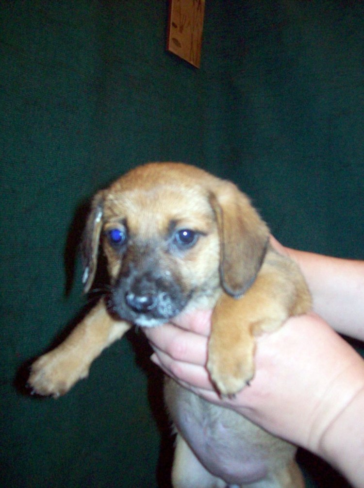 Помесь таксы и пекинеса