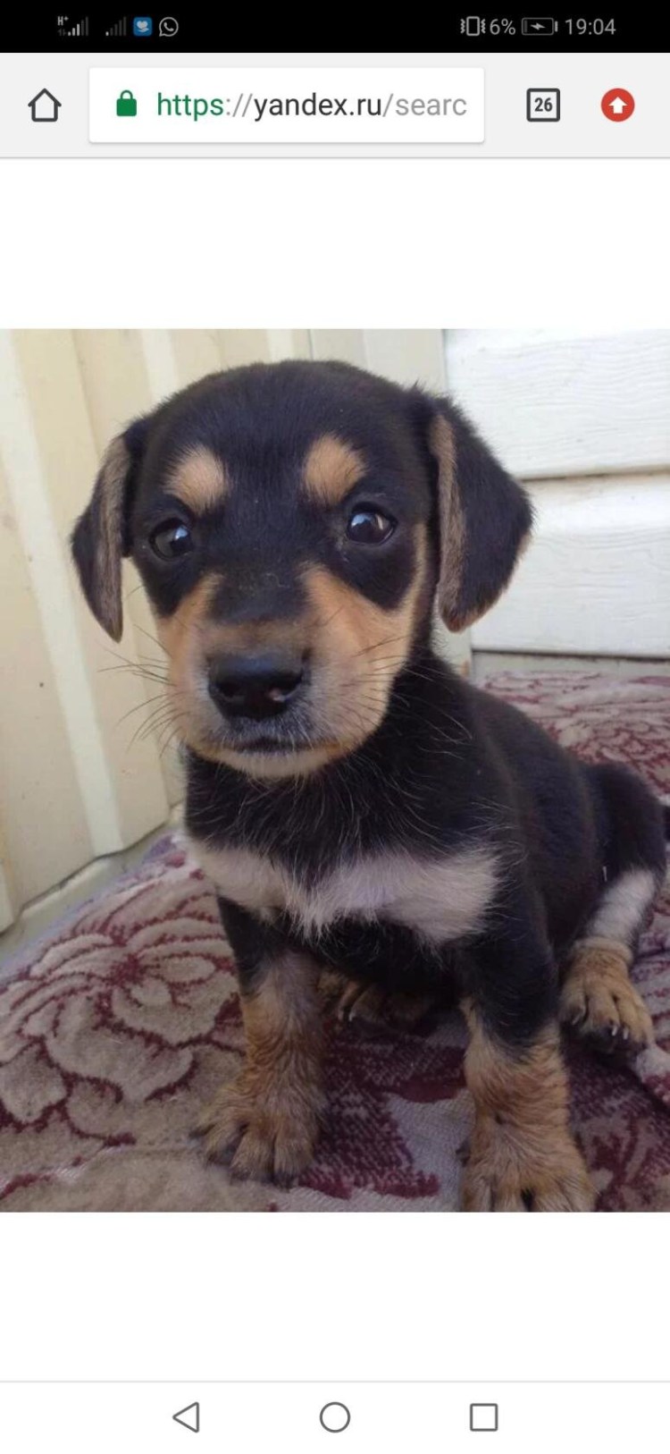 Такса смесь с дворнягой