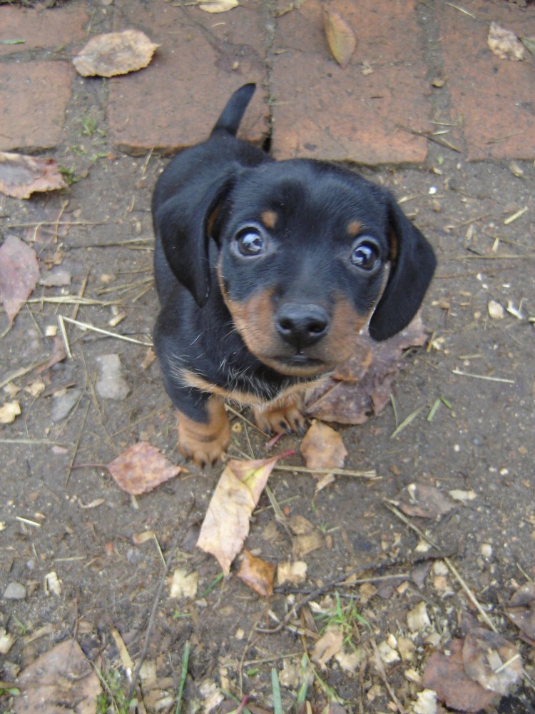 Помесь таксы и пинчера