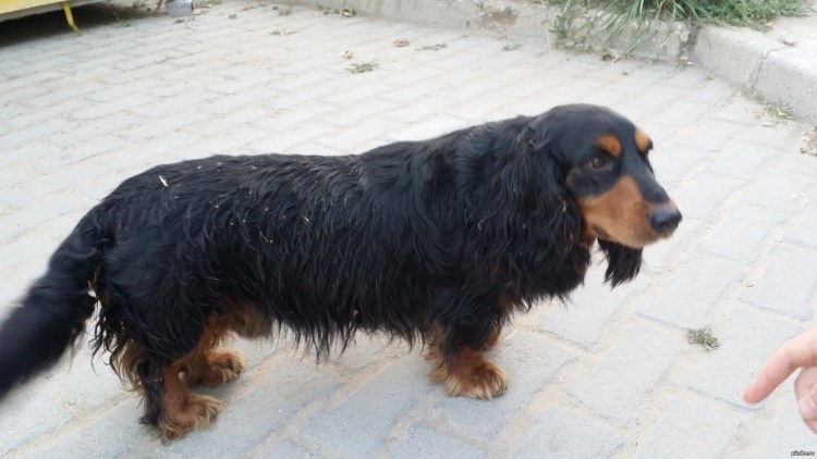 Кокер спаниель помесь с таксой