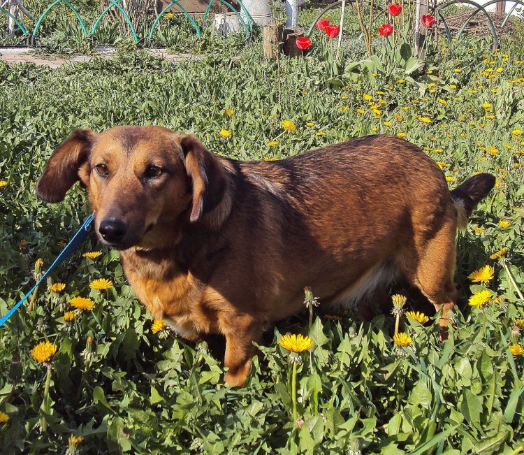 Собака метис таксы