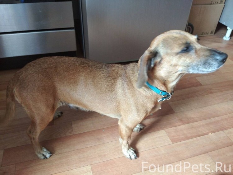 Такса смесь с дворнягой