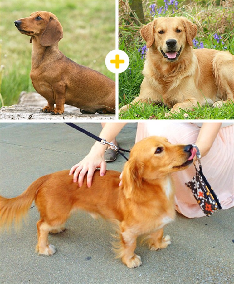 Такса и золотистый ретривер