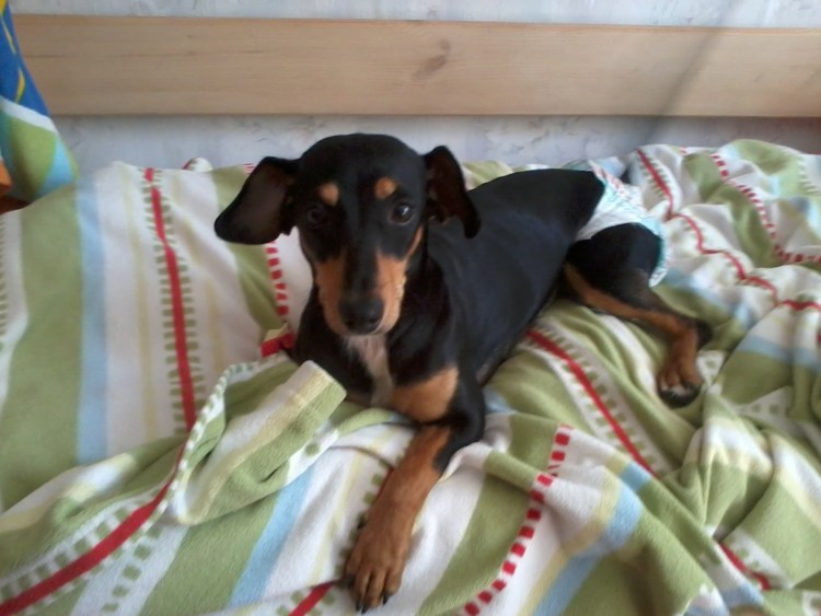 Помесь таксы и той терьера