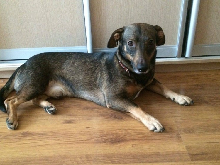 Метис таксы и дворняги