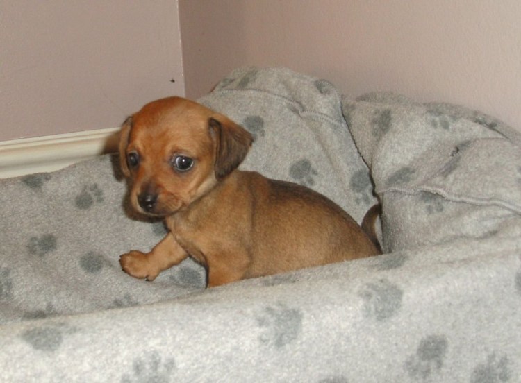 Помесь таксы и чихуахуа