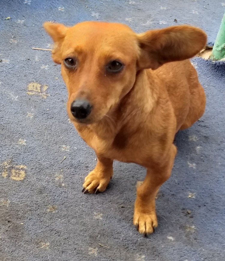 Такса породы собак метисы