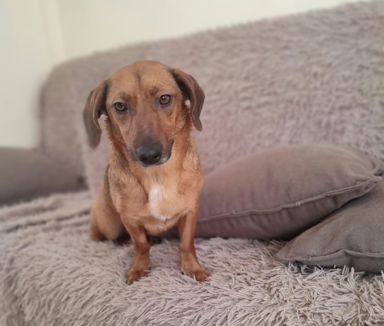 Такса щенок дворовая