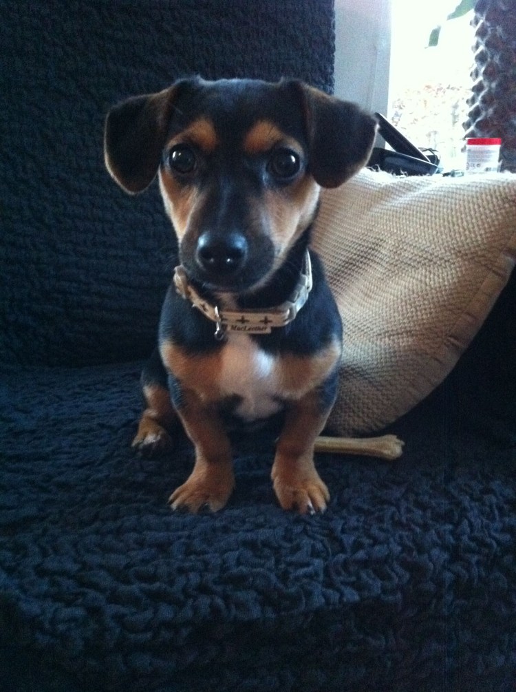 Цвергпинчер Рассел метис