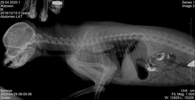 Собака проглотила стекло