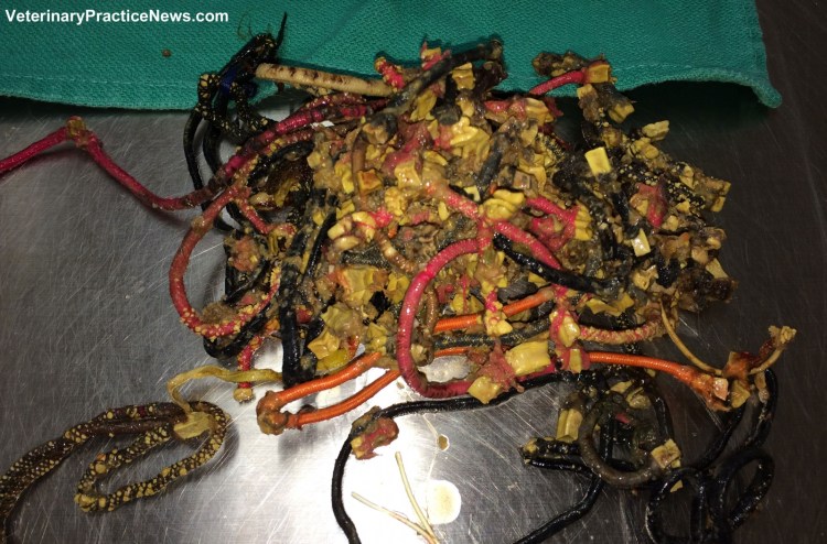 Предметы извлеченные из желудка