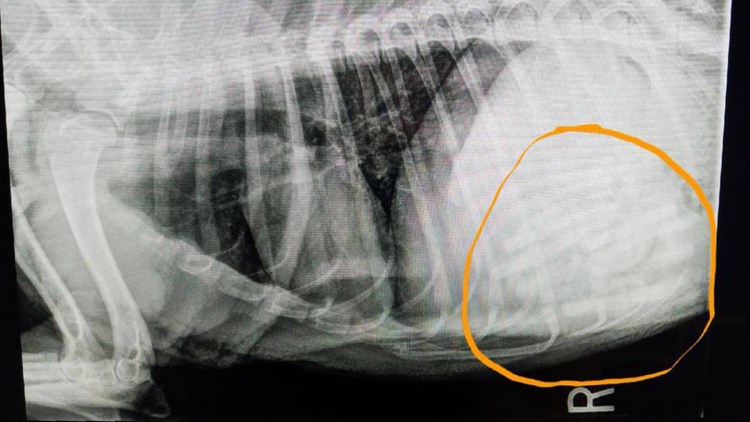 Кости в желудке собаки рентген