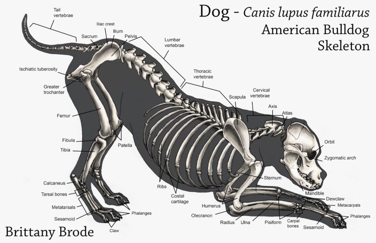 Мышцы туловища собаки анатомия