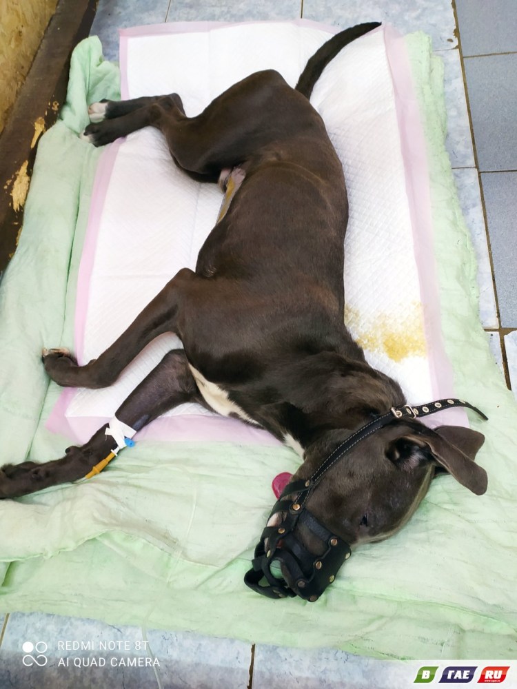 Трубчатые кости индейки