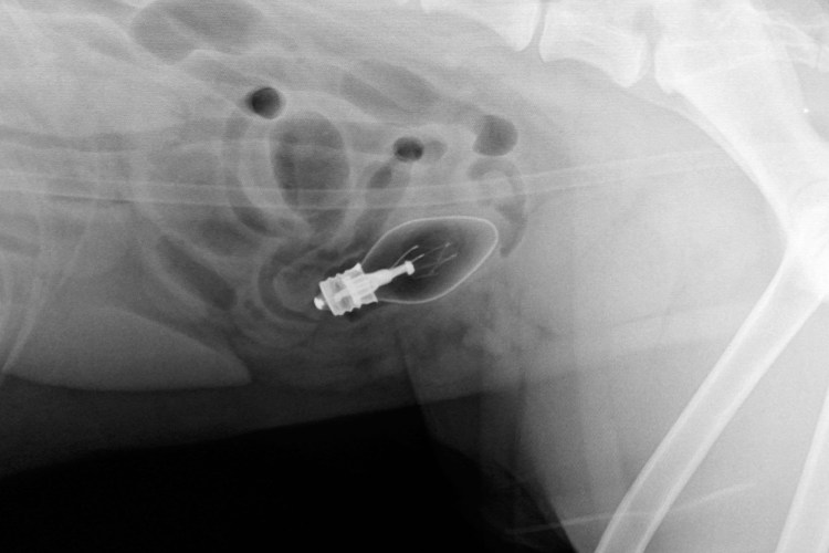 Пищеварительная система собаки схема