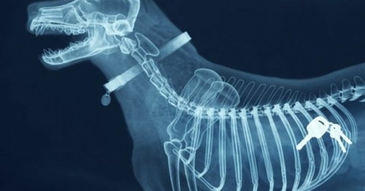 Строение внутренних органов собаки схема