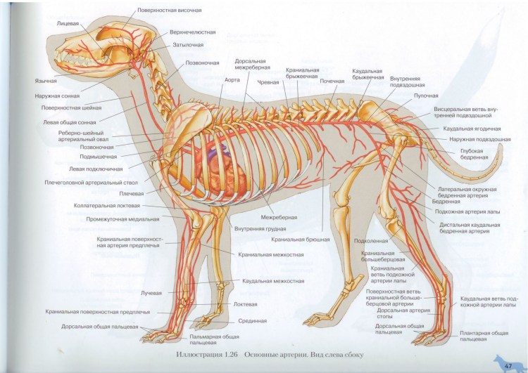 Опыт Павлова с собакой мнимое кормление