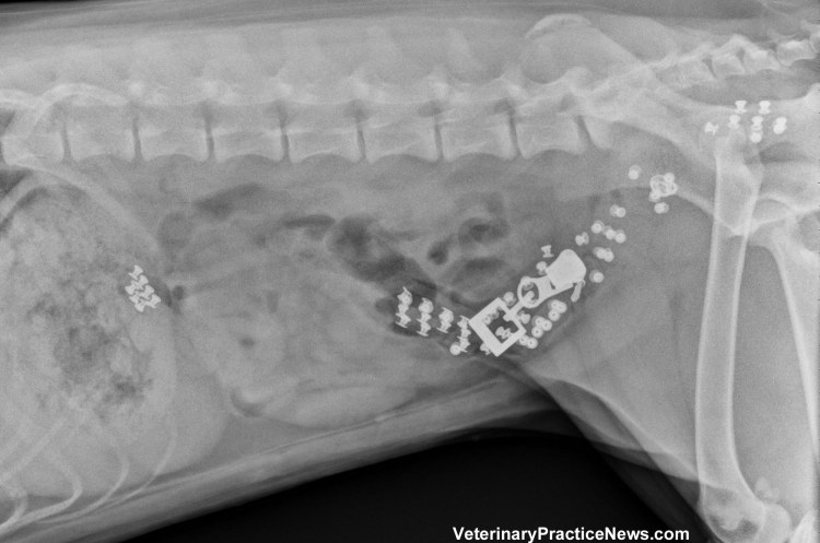 Рентген собаки инородное тело