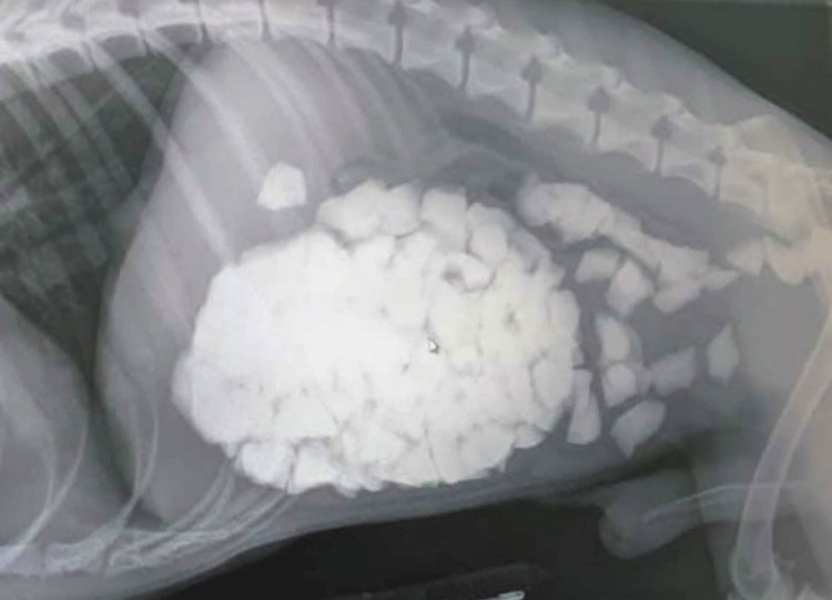 Короновирусный энтерит собак