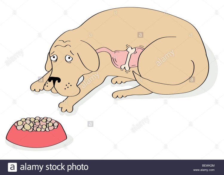 Строение брюшной полости собаки