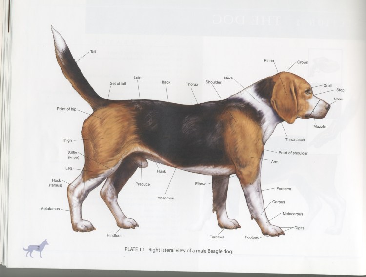 Пищеварительная система лошади анатомия