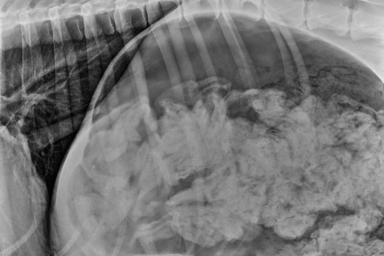 Заворот желудка у собаки рентген