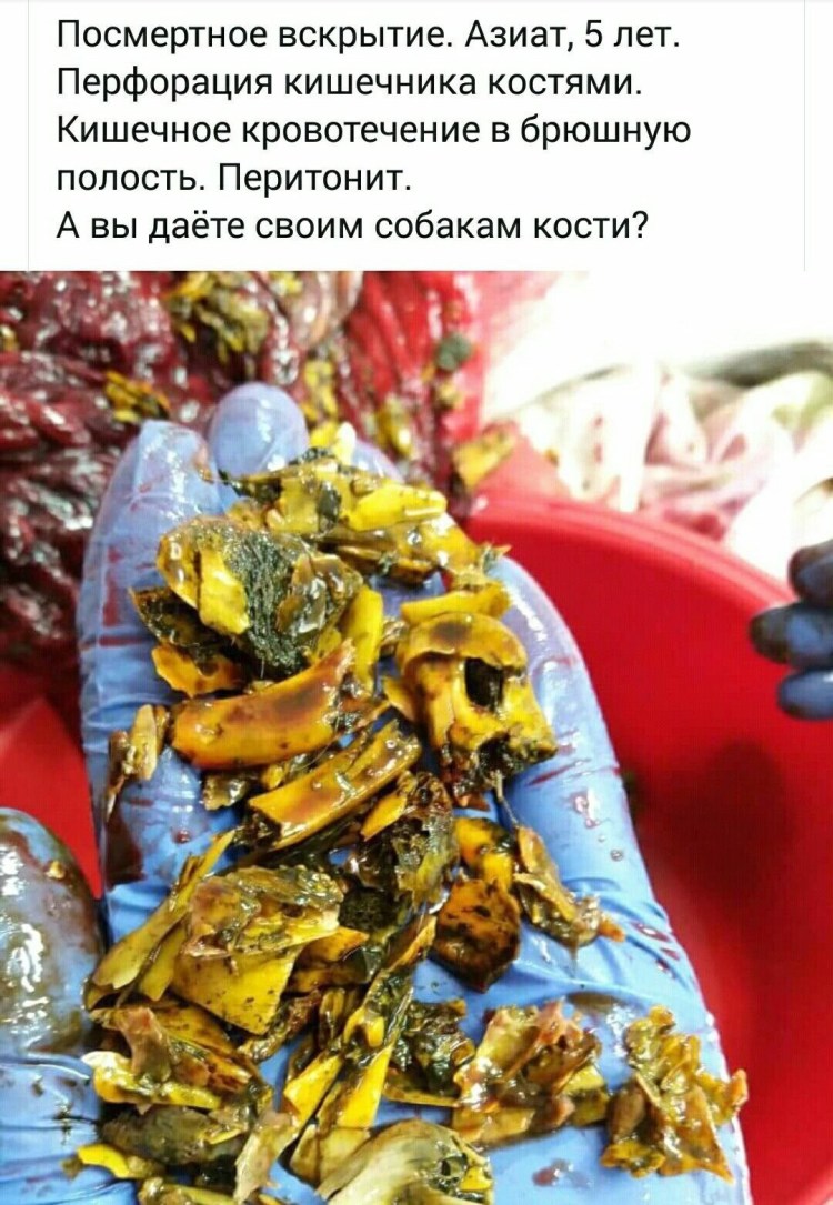 Трубчатые кости в желудке собаки