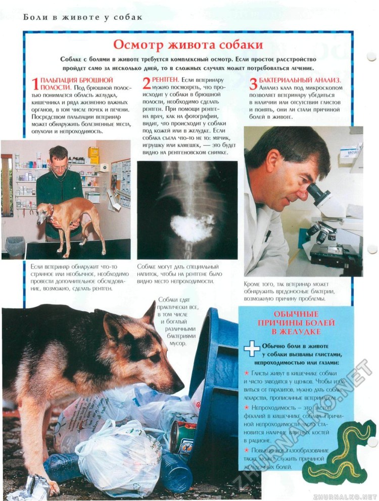 Строение скелета собаки спереди