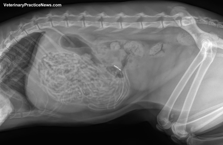 Анатомия костей собаки