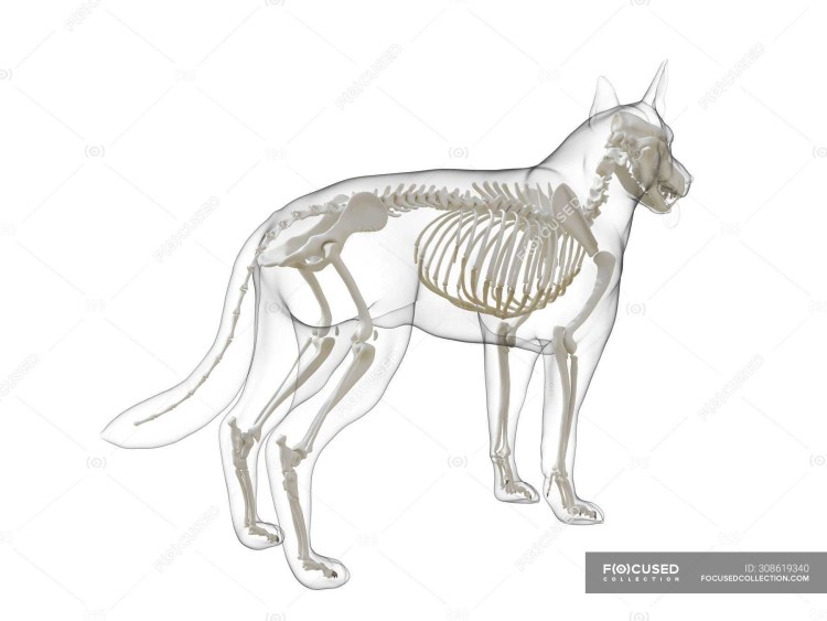 Кровеносная система собаки анатомия