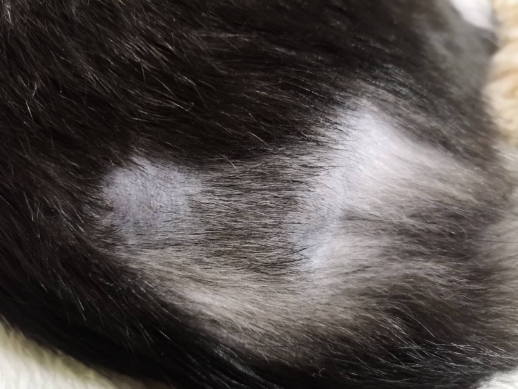 У котёнка на ушках залысины