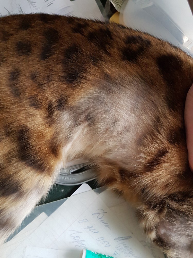 У кота проплешины на шерсти