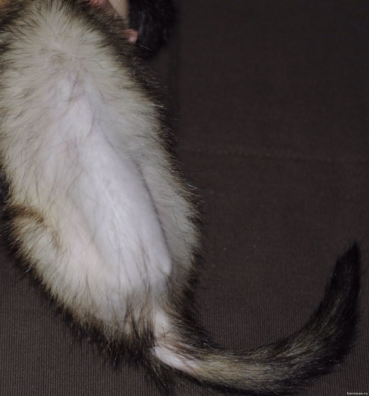 Залысины у кошки над глазами