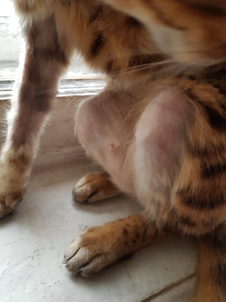 У кота лезет шерсть клоками