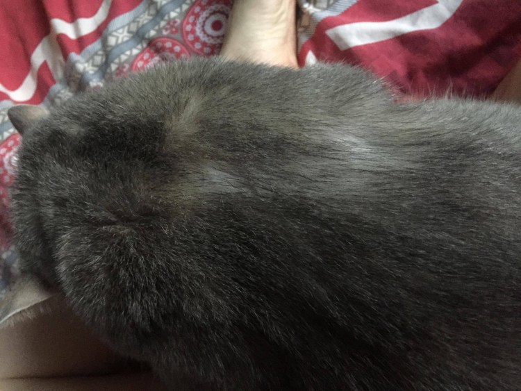 У кошки проплешина на шее