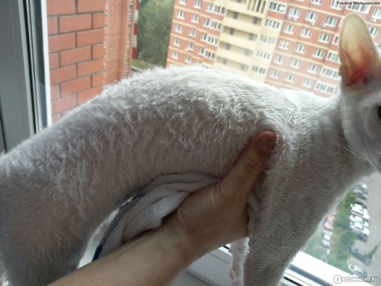 Кошачий стригущий лишай