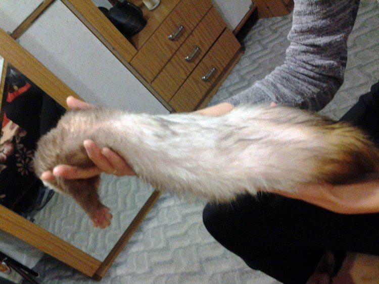 У кота проплешины на шерсти