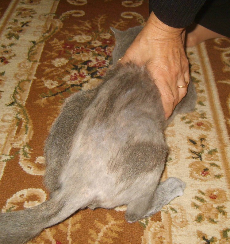 Залысины у кота британца