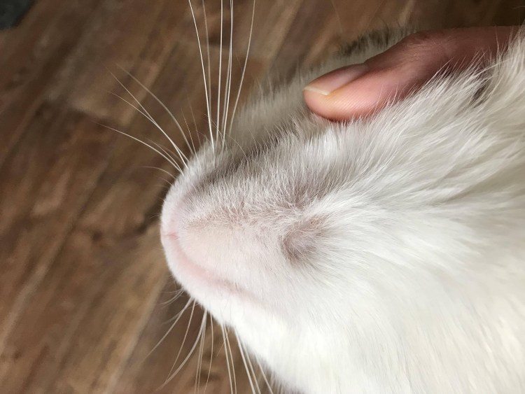 У кота на лапе проплешина