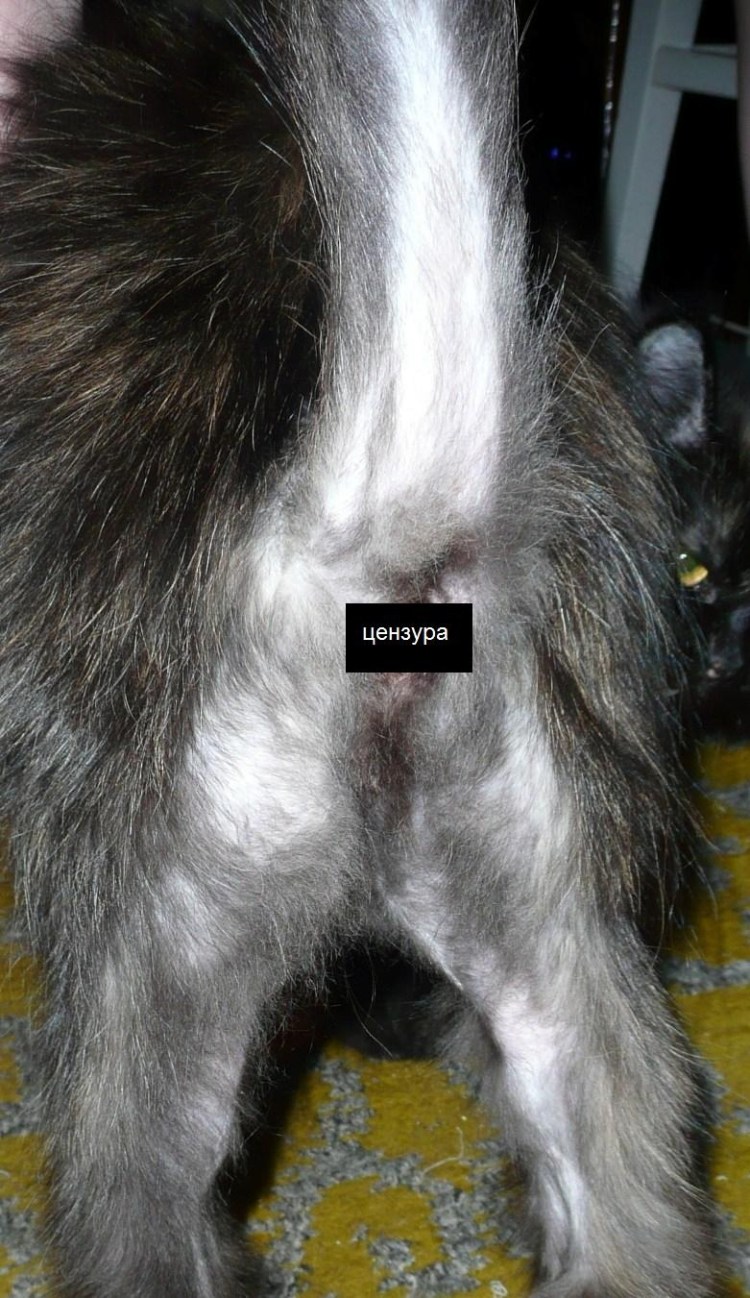 Лысые кошки