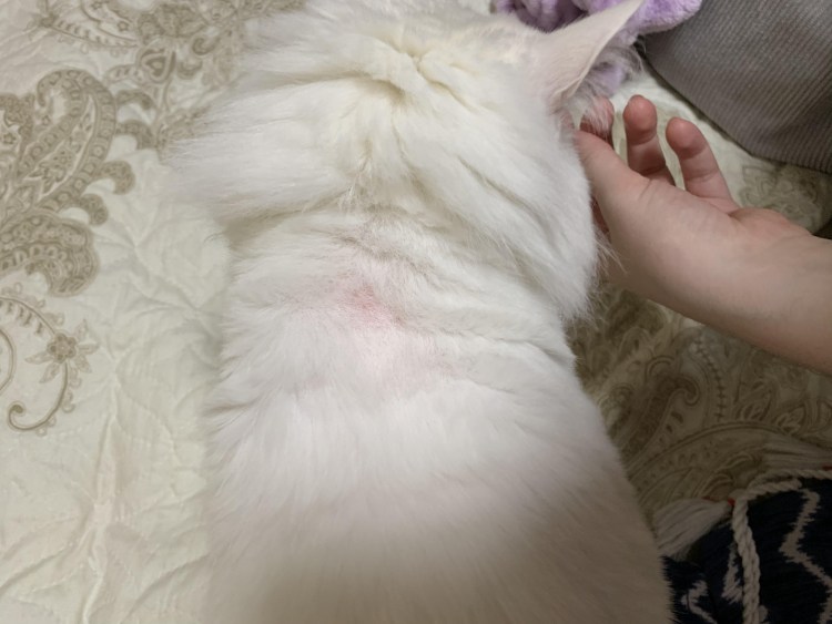 У кота над глазом проплешина