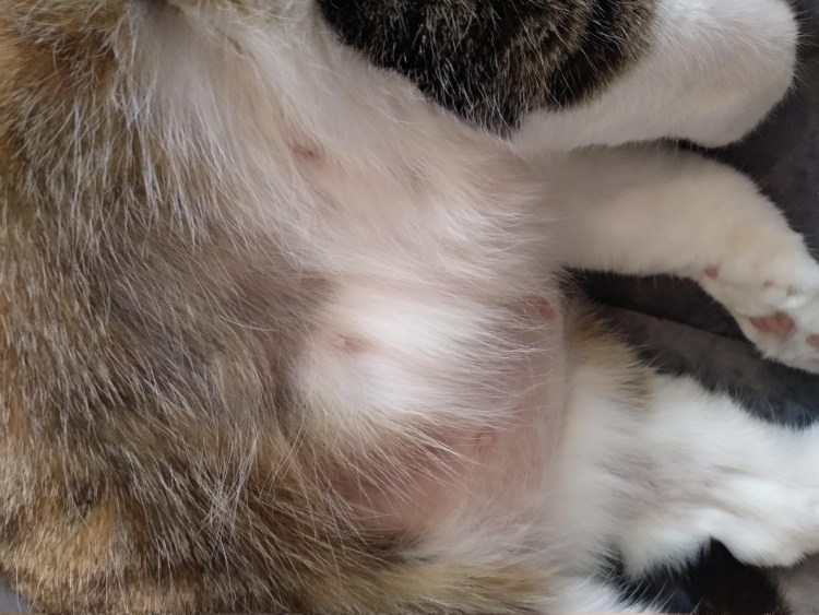 Залысины у кошки над глазами