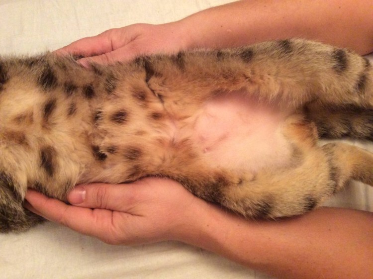 Лапы у бенгальских котят