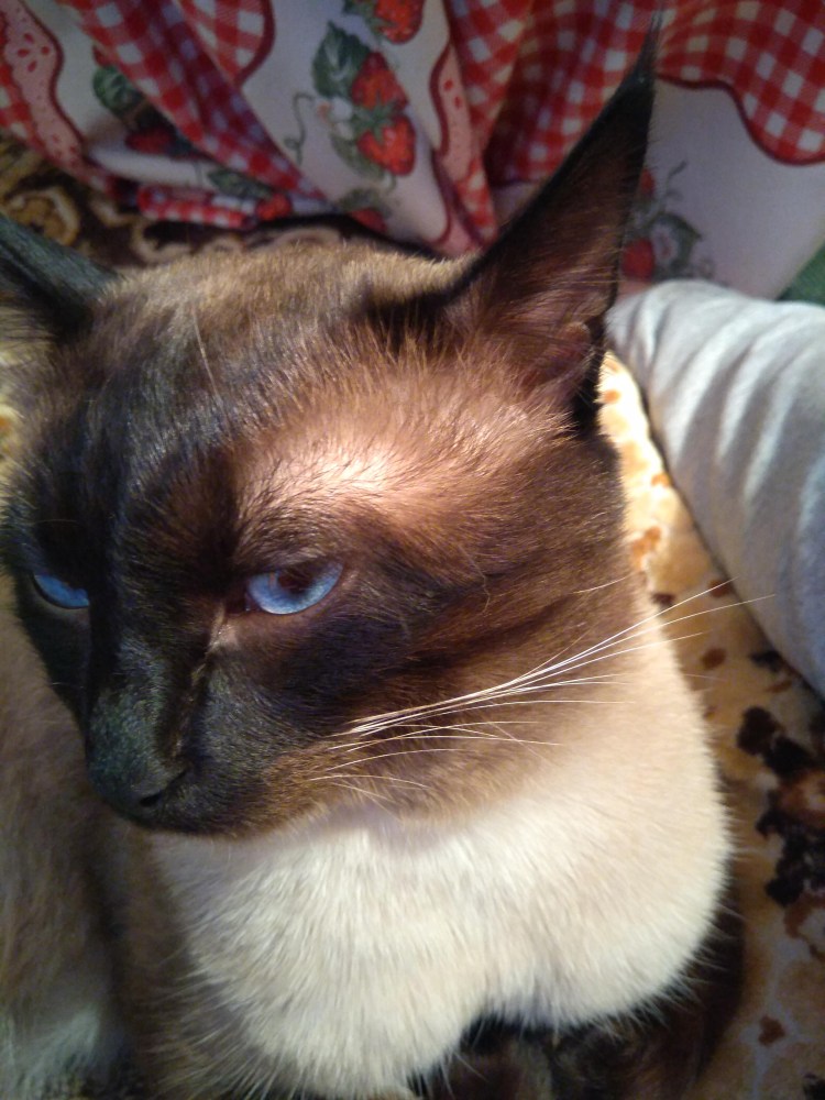 Лишай у котов на животе