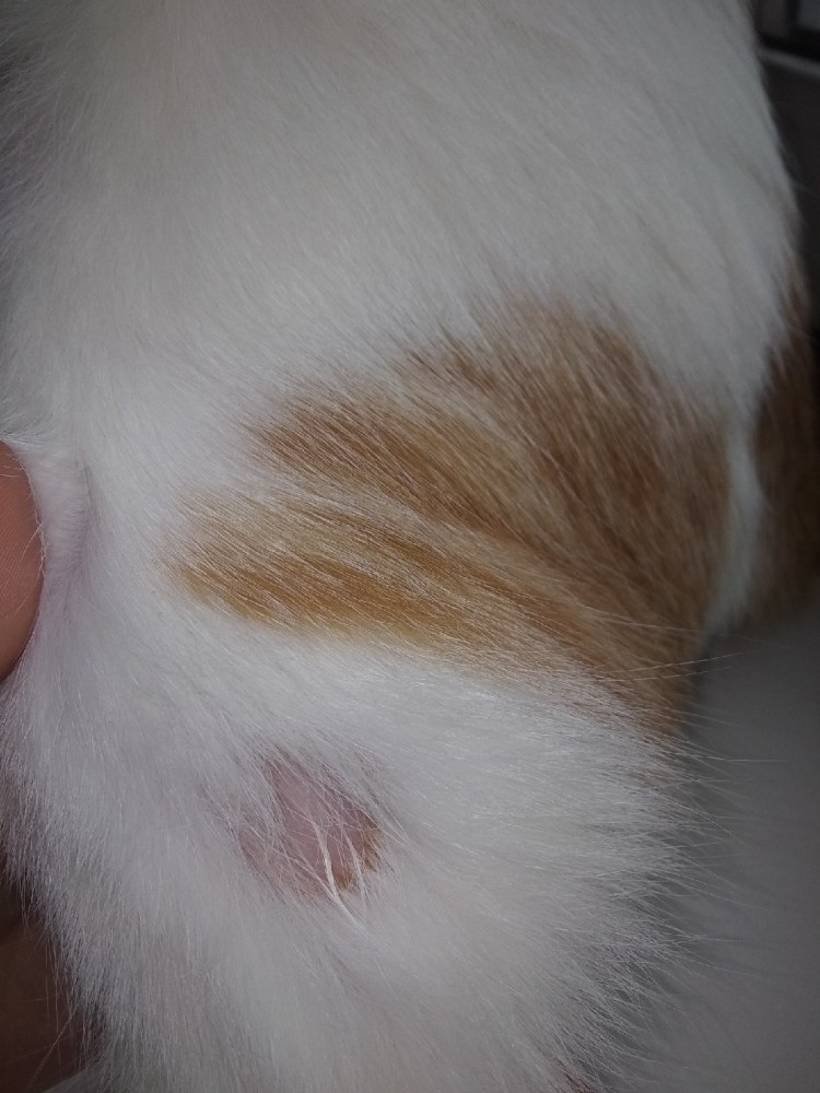 Проплешины у кота на голове