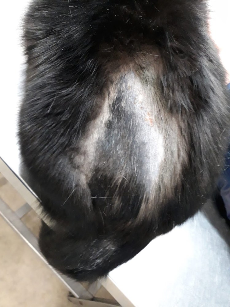 Залысины на хвосте у кота