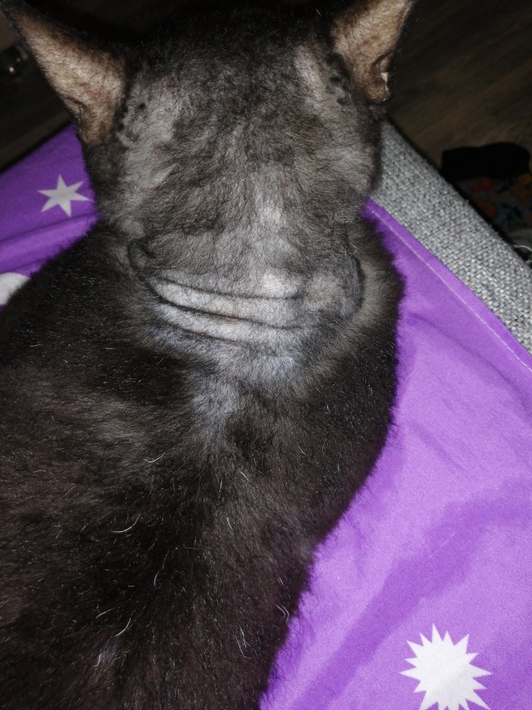 Эндокринная алопеция кошек