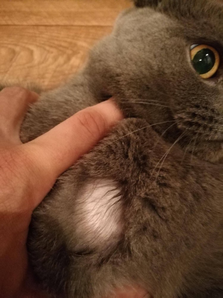 Саркоптоз демодекоз нотоэдроз