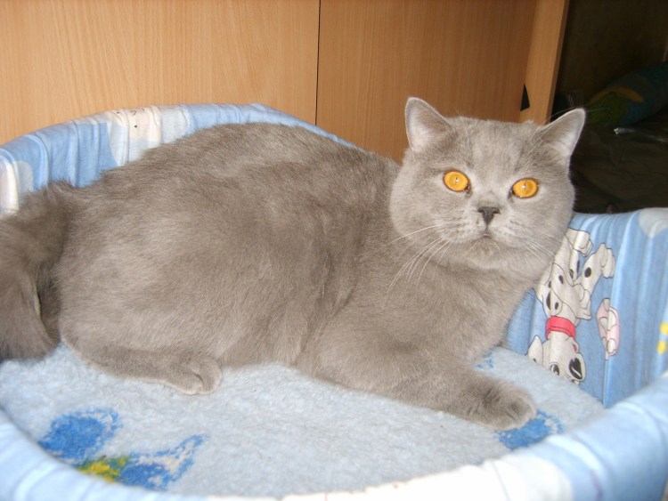 Стрижки для британских кошек мальчиков британцев